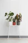 b.for soft rond 16cm blad groen